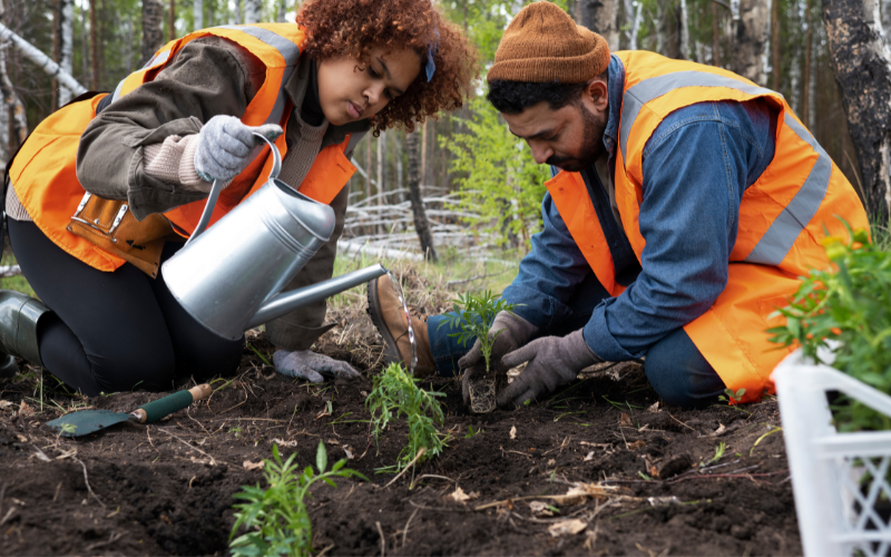 Can I Remove a Tree on My Property in Australia? 2 10 50 vegetation clearing rule
