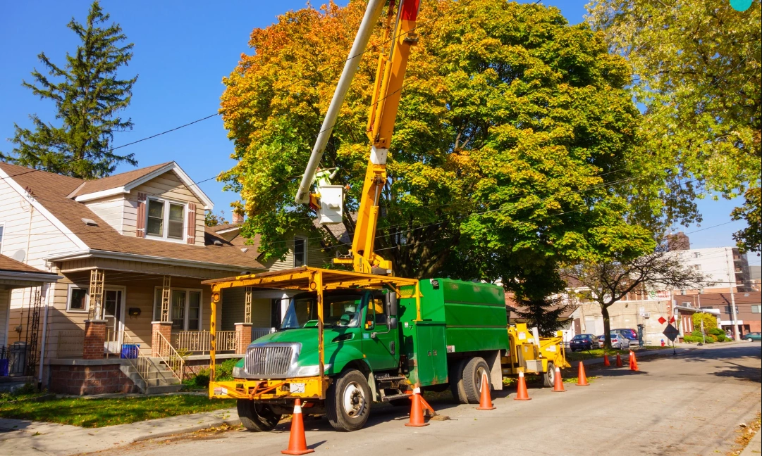 Can You Remove a Tree from Your Property in Australia? 3 Can You Remove a Tree