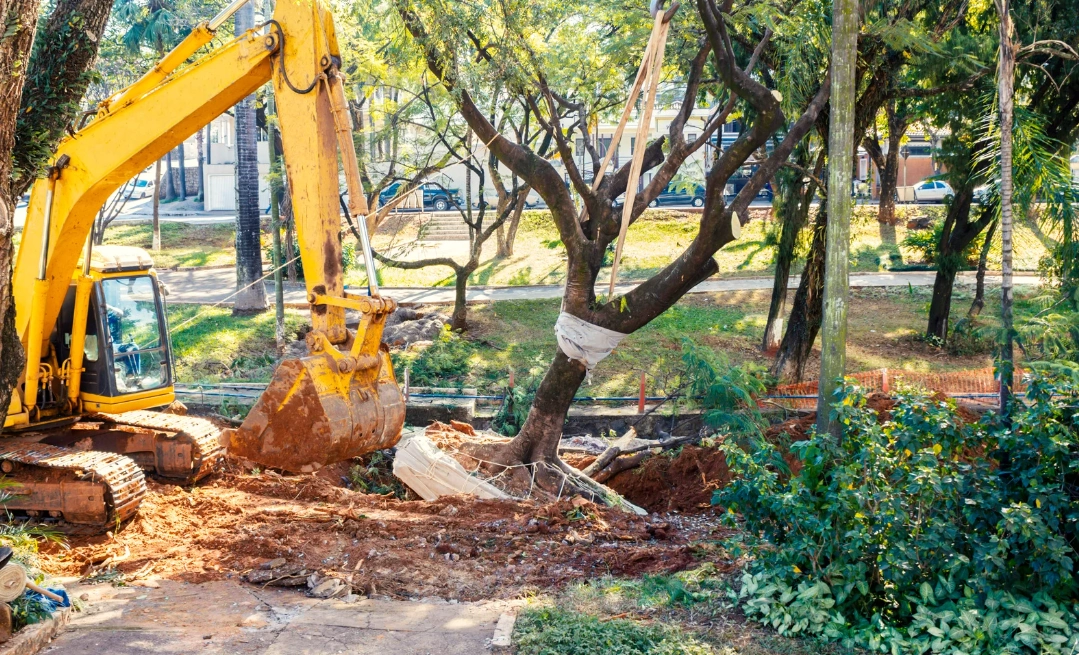 Can You Remove a Tree